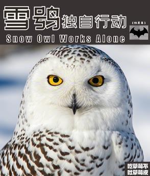 雪鸮雄鸟