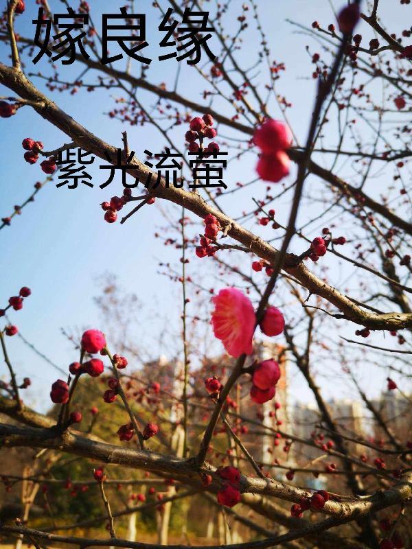 嫁良缘狗柱笔趣阁